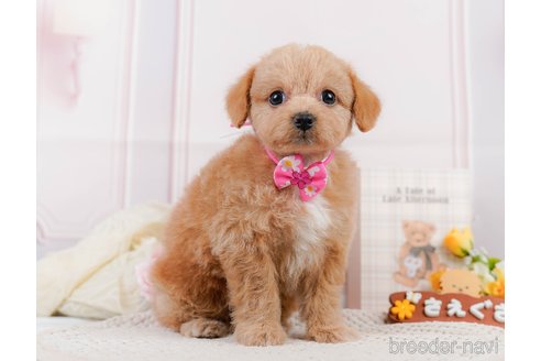 成約済の神奈川県のチワプー:チワワ×トイプードル-306656の7枚目