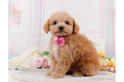 成約済の神奈川県のチワプー:チワワ×トイプードル-306656の8枚目