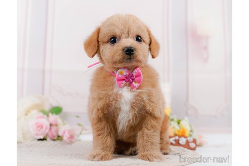 成約済の神奈川県のチワプー:チワワ×トイプードル-306656の9枚目