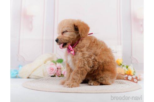 成約済の神奈川県のチワプー:チワワ×トイプードル-306656の6枚目