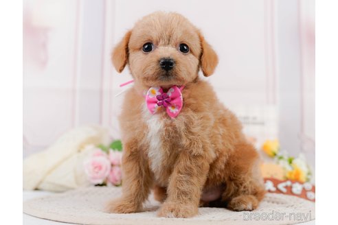 成約済の神奈川県のチワプー:チワワ×トイプードル-306656の2枚目