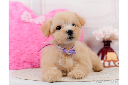 成約済の神奈川県のマルプー:マルチーズ×トイプードル-306657の11枚目