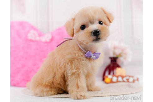 成約済の神奈川県のマルプー:マルチーズ×トイプードル-306657の7枚目