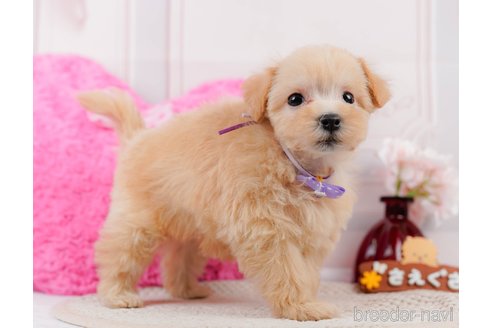 成約済の神奈川県のマルプー:マルチーズ×トイプードル-306657の8枚目