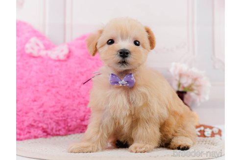 成約済の神奈川県のマルプー:マルチーズ×トイプードル-306657の9枚目