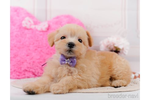 成約済の神奈川県のマルプー:マルチーズ×トイプードル-306657の10枚目