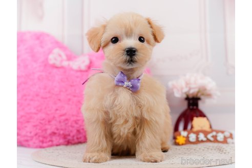 成約済の神奈川県のマルプー:マルチーズ×トイプードル-306657の3枚目