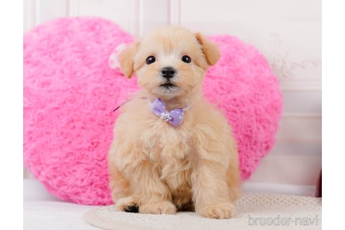 成約済の神奈川県のマルプー:マルチーズ×トイプードル-306657の4枚目