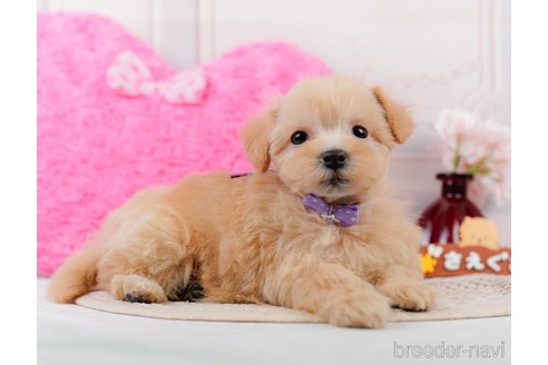 成約済の神奈川県のマルプー:マルチーズ×トイプードル-306657の5枚目