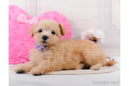 成約済の神奈川県のマルプー:マルチーズ×トイプードル-306657の6枚目