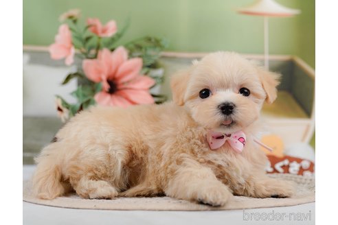 成約済の神奈川県のマルプー:マルチーズ×トイプードル-306658の5枚目