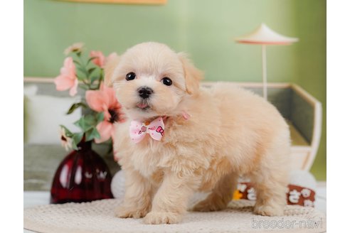 成約済の神奈川県のマルプー:マルチーズ×トイプードル-306658の6枚目