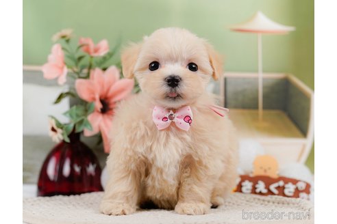 成約済の神奈川県のマルプー:マルチーズ×トイプードル-306658の7枚目