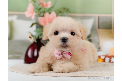 成約済の神奈川県のマルプー:マルチーズ×トイプードル-306658の1枚目