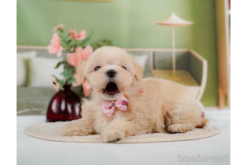 成約済の神奈川県のマルプー:マルチーズ×トイプードル-306658の8枚目