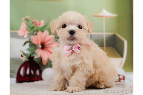 成約済の神奈川県のマルプー:マルチーズ×トイプードル-306658の9枚目