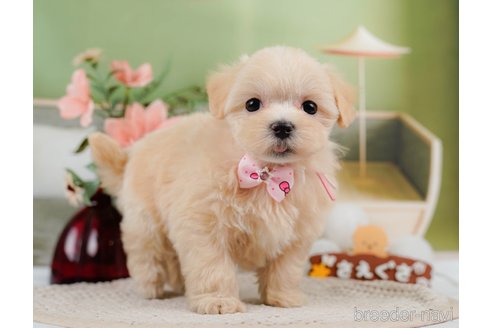 成約済の神奈川県のマルプー:マルチーズ×トイプードル-306658の3枚目