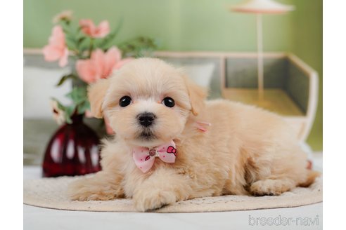 成約済の神奈川県のマルプー:マルチーズ×トイプードル-306658の4枚目