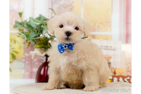 成約済の神奈川県のマルプー:マルチーズ×トイプードル-306659の7枚目