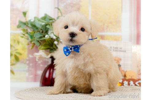 成約済の神奈川県のマルプー:マルチーズ×トイプードル-306659の8枚目