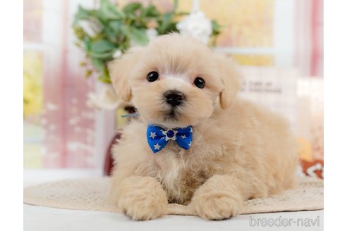 成約済の神奈川県のマルプー:マルチーズ×トイプードル-306659の1枚目