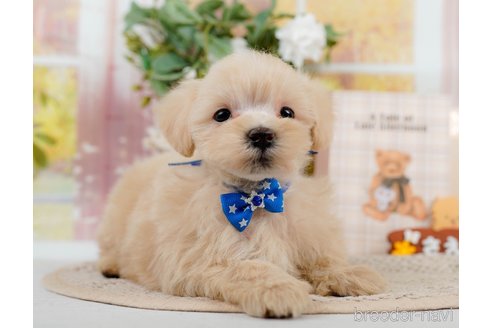 成約済の神奈川県のマルプー:マルチーズ×トイプードル-306659の3枚目