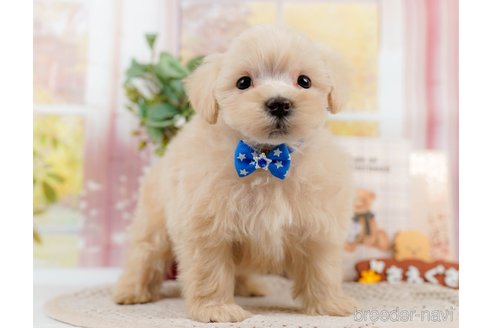 成約済の神奈川県のマルプー:マルチーズ×トイプードル-306659の4枚目