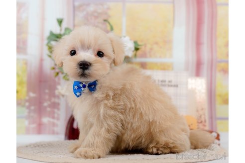 成約済の神奈川県のマルプー:マルチーズ×トイプードル-306659の5枚目