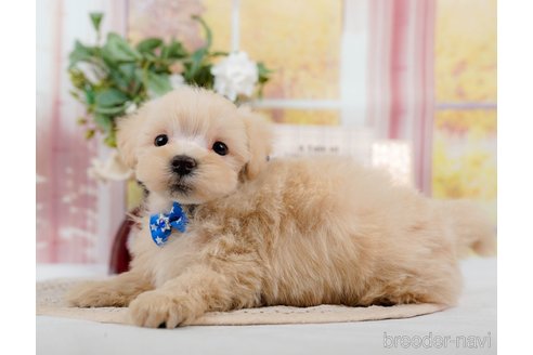 成約済の神奈川県のマルプー:マルチーズ×トイプードル-306659の6枚目