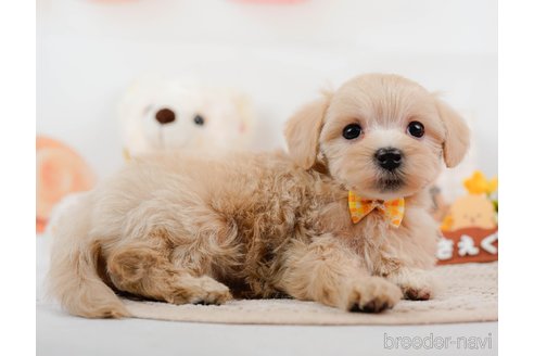 成約済の神奈川県のマルプー:マルチーズ×トイプードル-306660の5枚目