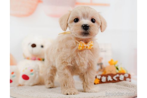 成約済の神奈川県のマルプー:マルチーズ×トイプードル-306660の6枚目