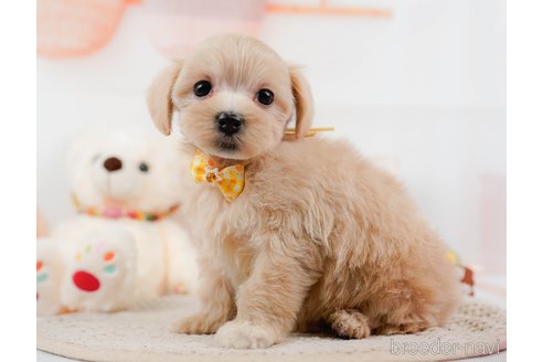 成約済の神奈川県のマルプー:マルチーズ×トイプードル-306660の7枚目