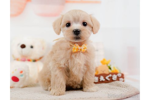 成約済の神奈川県のマルプー:マルチーズ×トイプードル-306660の8枚目