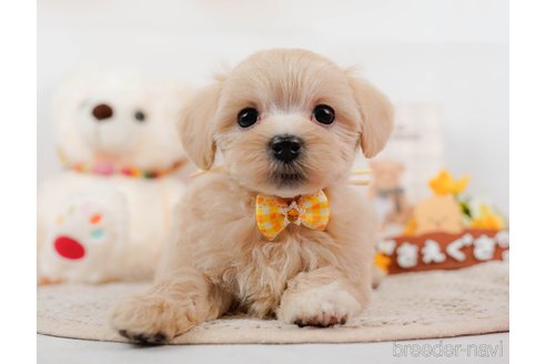 成約済の神奈川県のマルプー:マルチーズ×トイプードル-306660の2枚目