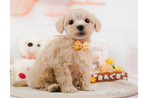 成約済の神奈川県のマルプー:マルチーズ×トイプードル-306660の3枚目