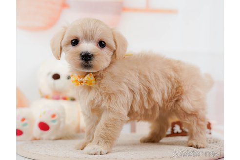 成約済の神奈川県のマルプー:マルチーズ×トイプードル-306660の4枚目