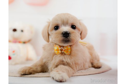 成約済の神奈川県のマルプー:マルチーズ×トイプードル-306660の1枚目