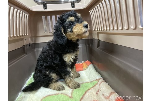 成約済の愛媛県のミックス犬-306530の4枚目