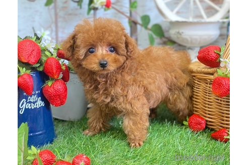 成約済の広島県のティーカッププードル-306691の4枚目