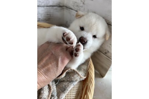 成約済の静岡県の柴犬-306702の2枚目