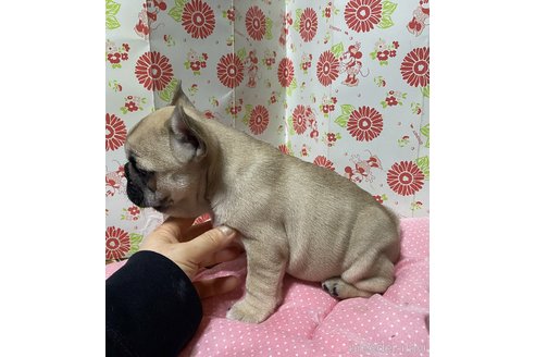 成約済の愛知県のフレンチブルドッグ-306710の4枚目
