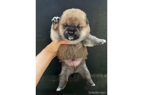 成約済の滋賀県の柴犬-306717の6枚目