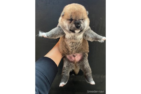 成約済の滋賀県の柴犬-306718の7枚目
