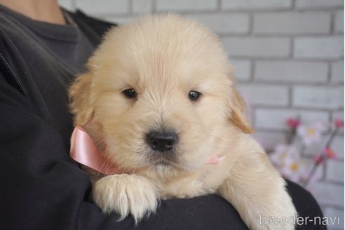 成約済の熊本県のゴールデンレトリーバー-306735の4枚目
