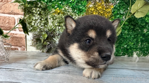 成約済の北海道の柴犬-301664の5枚目