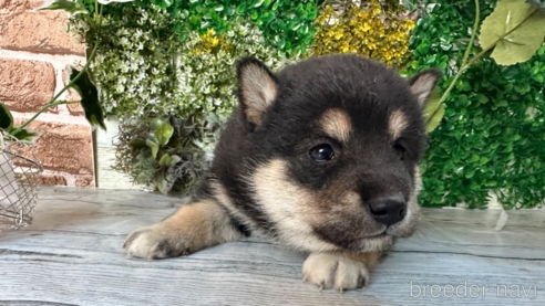 販売中の北海道の柴犬-301664の5枚目