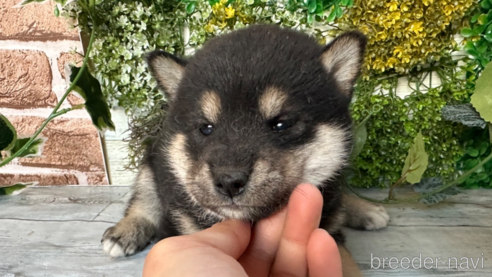 成約済の北海道の柴犬-301664の4枚目