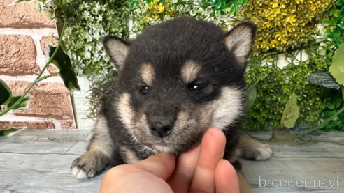 販売中の北海道の柴犬-301664の4枚目