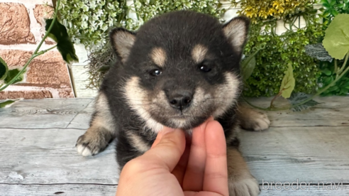 成約済の北海道の柴犬-301664の3枚目