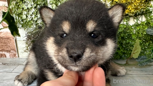 成約済の北海道の柴犬-301664の2枚目